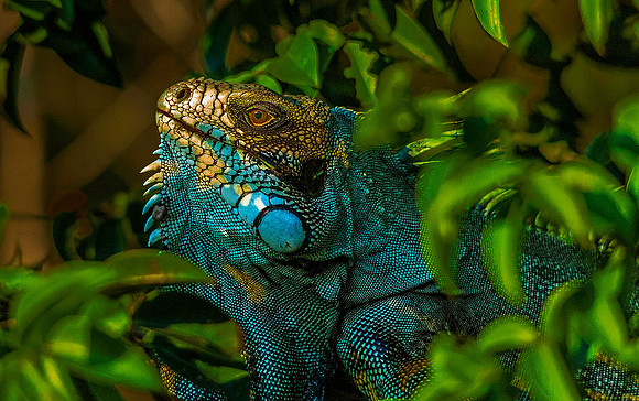 Iguana 5642