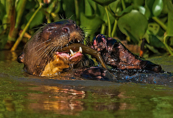 Giant River Otter 5274