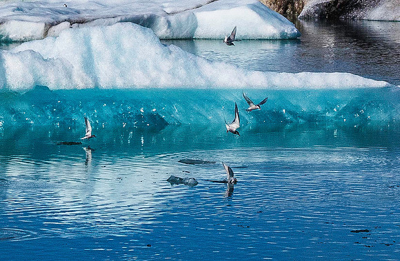 Jokulsarion Lagoon 01778*