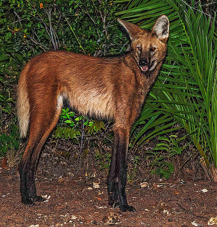 Maned Wolf 3968