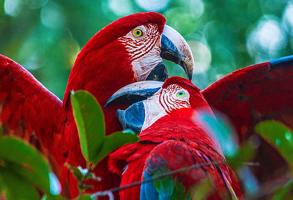 Scarlet Macaws 4598