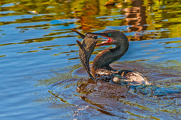 Cormorant 4721A