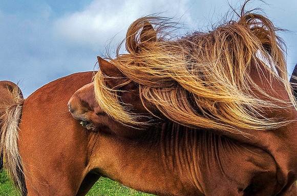 Horses 01605