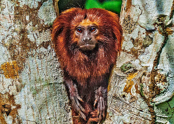 Golden Lion Tamarin 5870