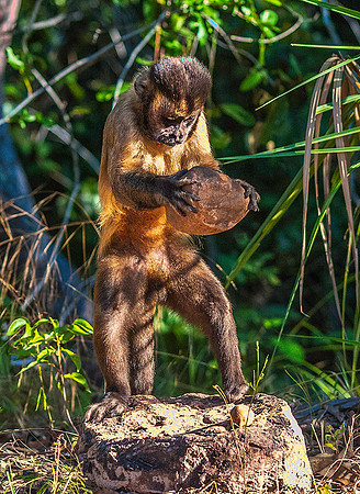 Capuchin Monkey 4227