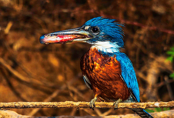 Kingfisher 5563