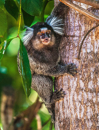 Marmoset 4145