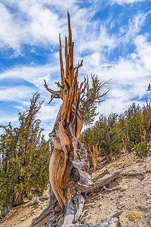 Bristle Cone Pine 02156