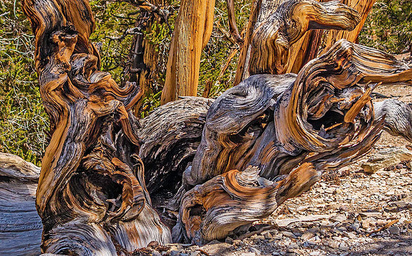 Bristle Cone Pine 02141