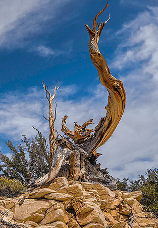 Bristle Cone Pine 02128