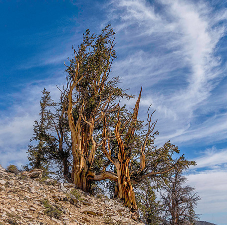 Bristle Cone Pine 02116