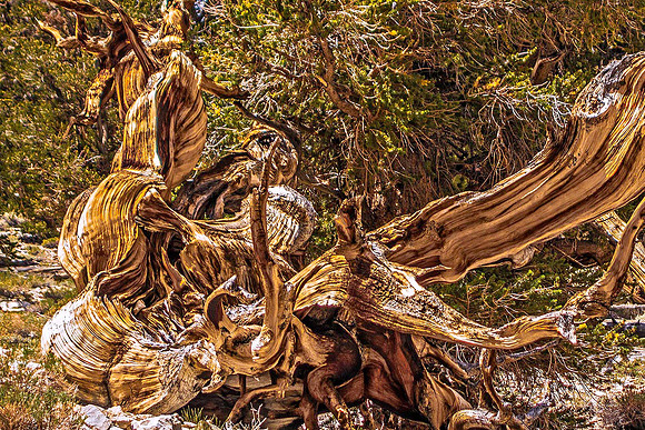 Bristle Cone Pine 02174