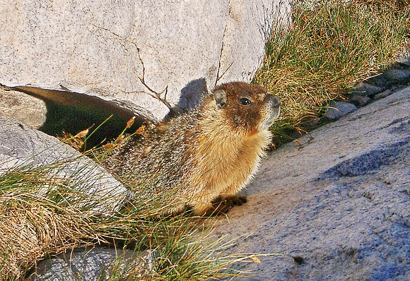 Yellow Bellied Marmot