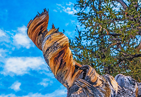 Bristle Cone Pine 02157