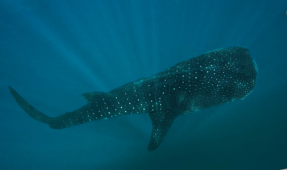 Whale Shark 001