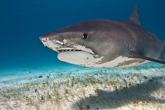 Tiger Shark 0513