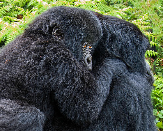 Mother & baby Mountain Gorilla 2156
