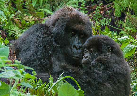 Mother & baby Mountain Gorilla 2533
