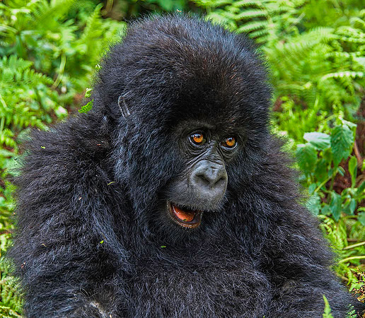 Juvenile Mountain Gorilla 2248