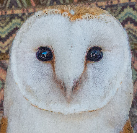 Barn Owl, Arcos de la Frontera 00281