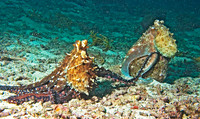 Octopus mating, Similan Islands 8547