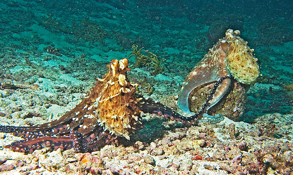 Octopus mating, Similan Islands 8547