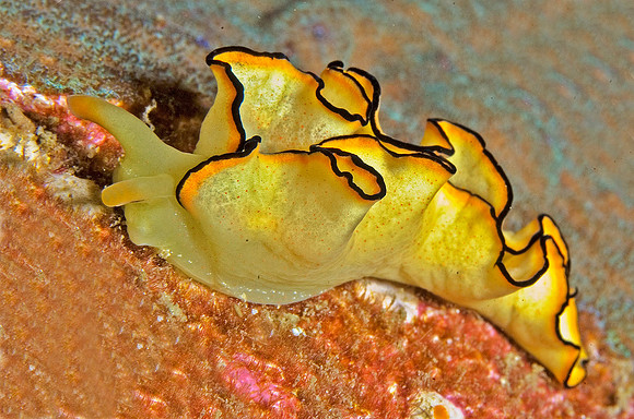 Nudibranch, 3 Islets 7761