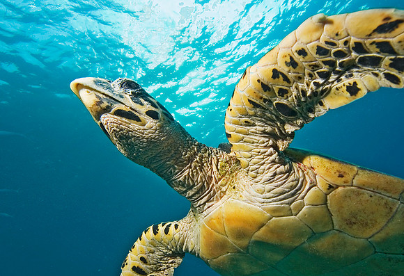 Hawksbill Turtle, Similan Islands 7220