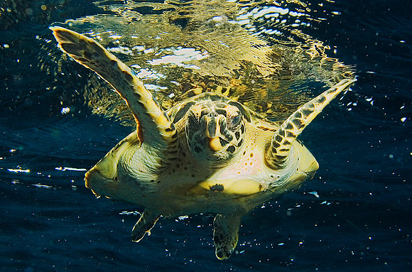 Hawksbill Turtle, Western Rocky 8055