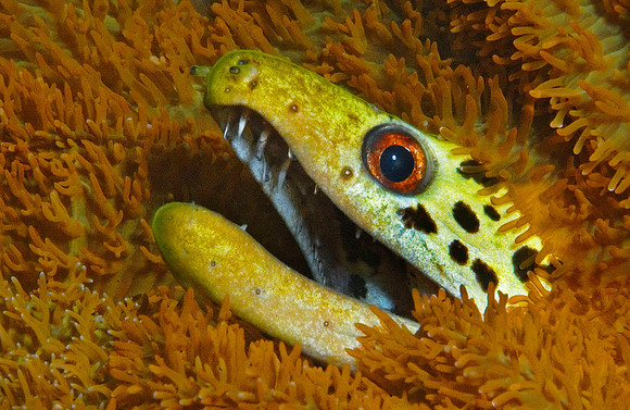 Spot Face Moray Eel, 3 Islets 7557