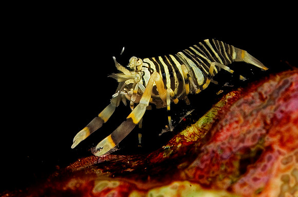 Bumblebee Shrimp, Black Rock 7577