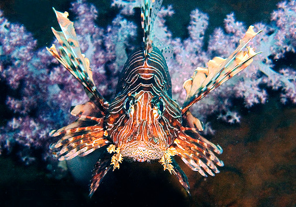 Lion Fish, Fan Forest 8177