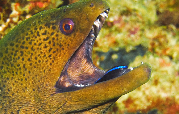 Moray Eel with cleaner Wrasse in mouth, Similan Islands 8465
