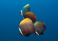 Red Tail Butterflyfish, Similan Islands 7186