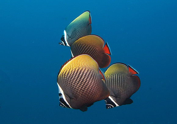 Red Tail Butterflyfish, Similan Islands 7186