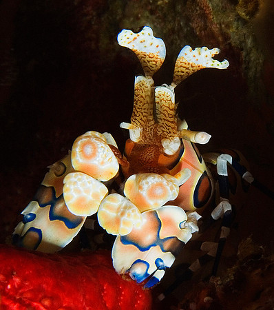 Harlequin Shrimp, Western Rocky 8006