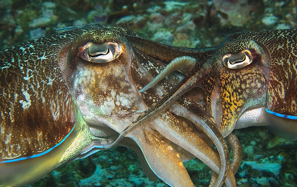 Cuttlefish mating, Fan Forest 8160
