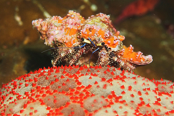 Hermit Crab, 3 Islets 7608