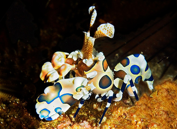 Harlequin Shrimp, Western Rocky 7803