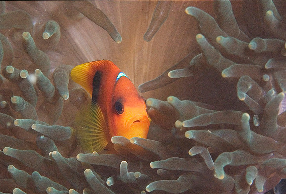 Anemonefish, 3 Islets 7431