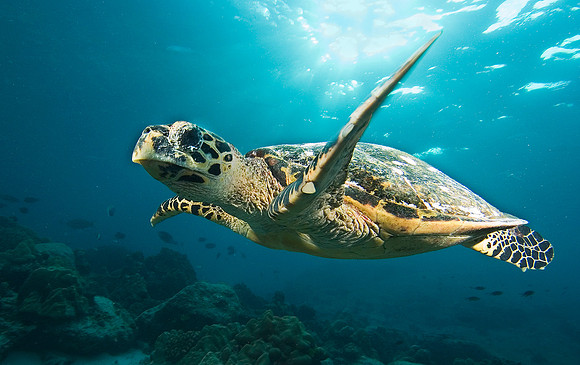 Hawksbill Turtle, Similan Islands 7224