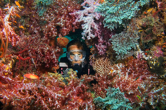 Diver in Soft Coral Wall, Similan Islands 8570