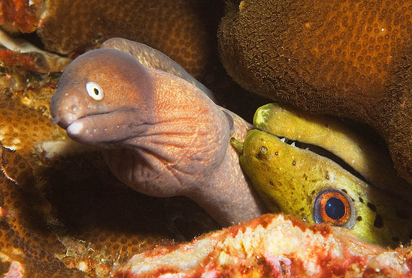 Moray Eel, 3 Islets 7508