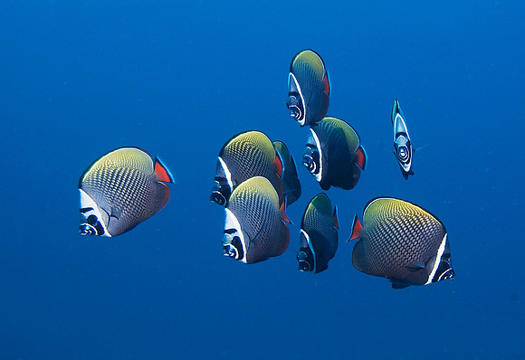 Red Tail Butterflyfish, Similan Islands 7185
