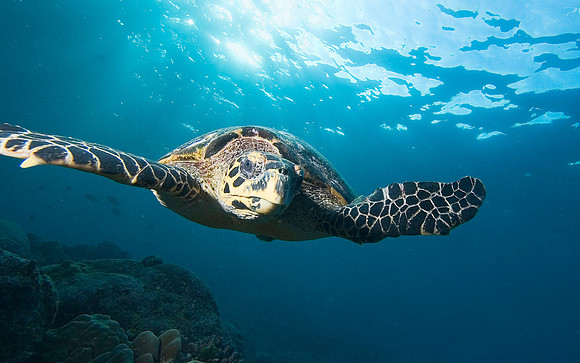 Hawksbill Turtle, Similan Islands 7226