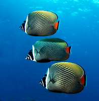 Red Tail Butterflyfish, Similan Islands 7213