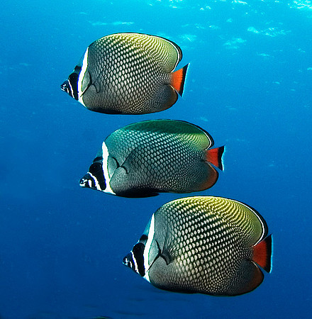 Red Tail Butterflyfish, Similan Islands 7213