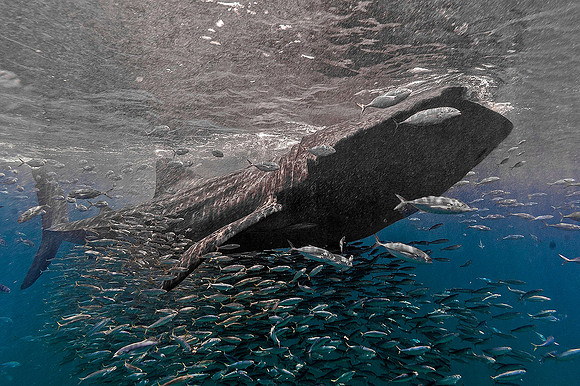 Whale Shark, Holbox0177