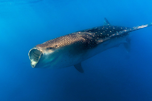 Whale Shark, Isla Mujeres3483