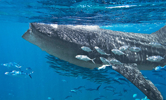 Whale Shark, Holbox0033a